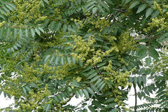 Sapindus mukorossi